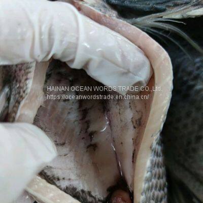 Tilapia Gutted and Scaled 350-550 photo-2