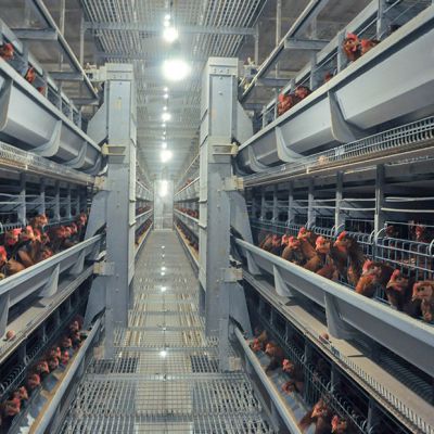 Layer Chicken Raising Automatic and Semi-automatic chicken raising cage system