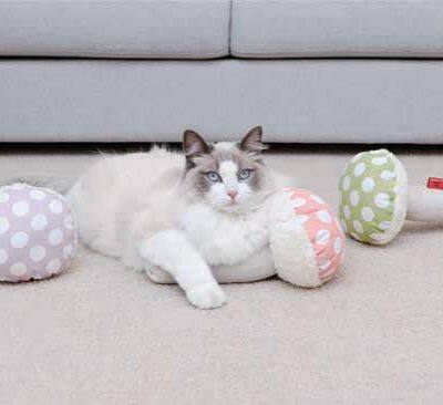 Colorful Mushroom Toys for Pet