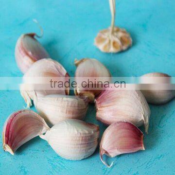 5.5 CM Garlic /Pure White Garlic