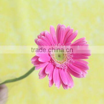 Good Smell Hot Sale Cut Gerbera Flowers photo-2
