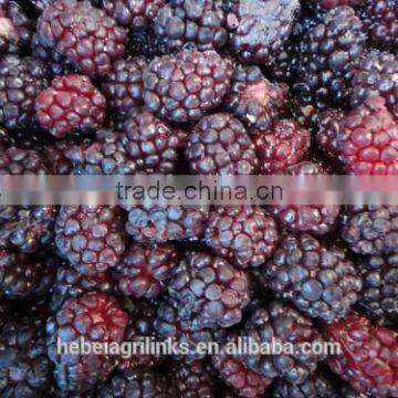 IQF frozen style Chinese fresh blackberry