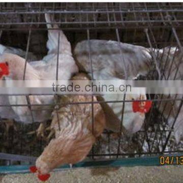 Chicken Glasses/protective Glasses/poultry Glasses Plastic Chicken Eyewear Glasses photo-4