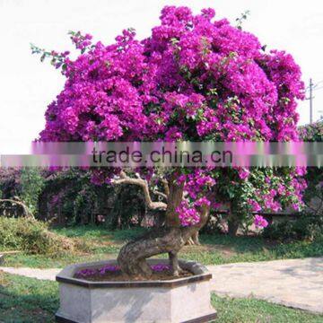 2m high bougainvillea plant