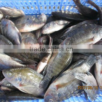 hight quality whole round size of 200-300g frozen tilapia