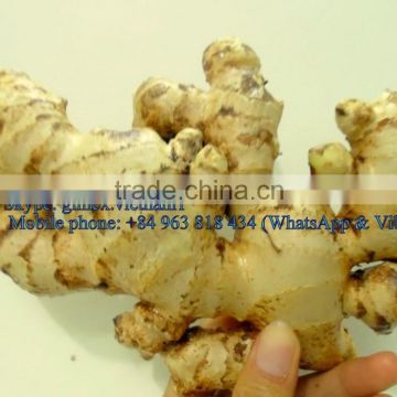 Hight Quality fresh Ginger best price