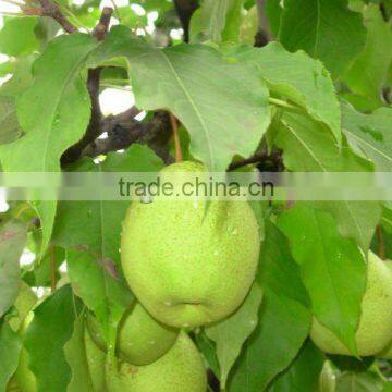 NEW CROP China fresh fruit JUICY YA PEAR