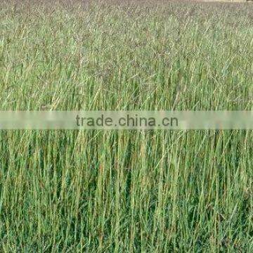 Hay grass bale, Rhode grass hay, animal filler grass hay, dry hay bale, cattle feed hay