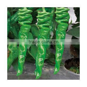 Screw pepper Seeds chinese vegetable seeds for growing-US-hyun No.1