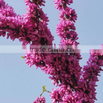 2016 High Germination Rate Chinese Redbud Seeds For Planting