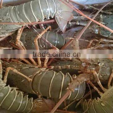 Vietnam Alive Green/Bamboo Lobster