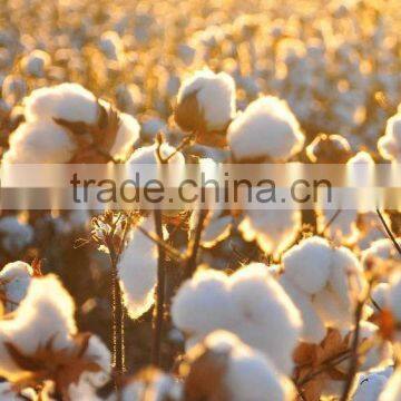 High Quality Plant Growth Ragulator,Mepiquat Chloride photo-6