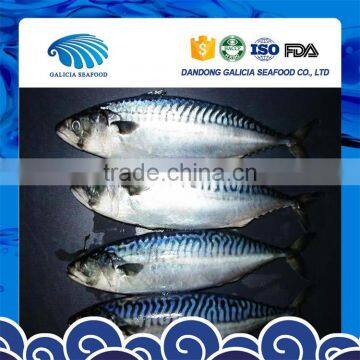 frozen wild catch pacific mackerels 300-500g