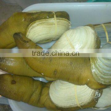Live Geoduck (canadian) photo-4