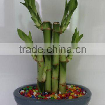 Lucky bamboo Dracaena Sanderiana wholesale mini plant