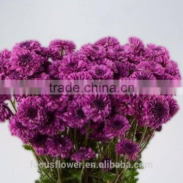 2017 Hot Purple Chrysanthemum Fresh Cut Flowers With Low Price photo-4