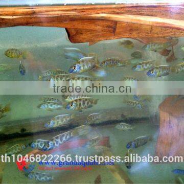Malawi Cichlid Fish Farm for Sale and Export photo-5