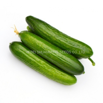 Quality high yield short fruit kind hybrid cucumber seeds SXC No.8