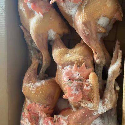 China Wholesale Best Selling Frozen Whole Raw Chicken Black Feet Chicken