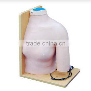 Shoulder Joint Intracavitary Injection Model