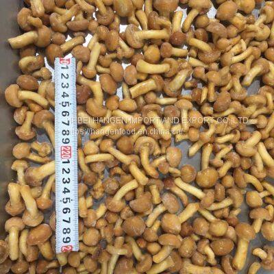 IQF Frozen Nameko Pilztaste Pilztaste photo-4