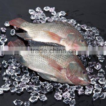 Black Tilapia Whole Round