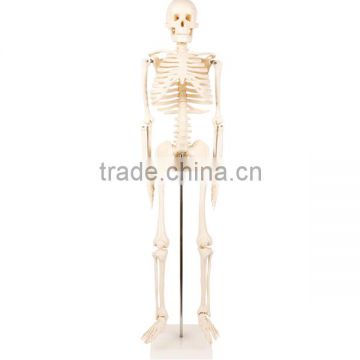 MCT-KN-005 Human Skeleton Model 85CM