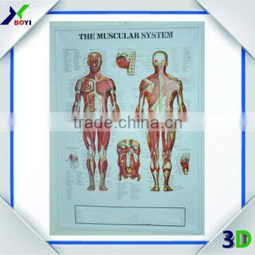 3D Embossed Plastic Medical Wall Posters, OEM 3D Anatomical Charts