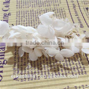 Preserved Flower Hydrangea Flower photo-3