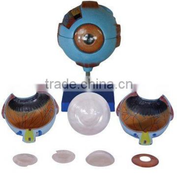 anatomical eyes models