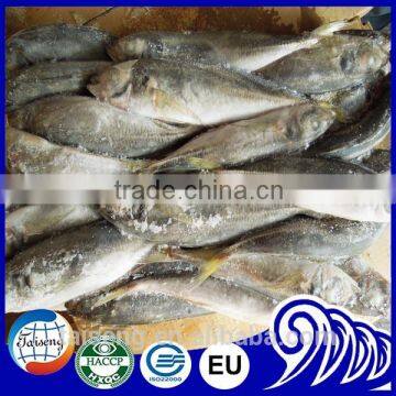 Grade A Frozen seafood horse mackerel fish sale