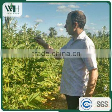 Latin America Low FFA Sesame Raw Material photo-6