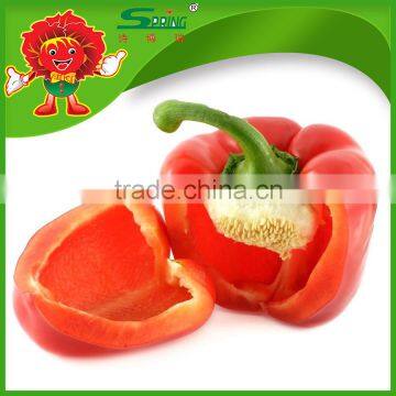 High Quality Yellow Bell Pepper Colorful Pepper on Sale photo-5