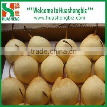 Chinese New Crop Ya Pear from Factory