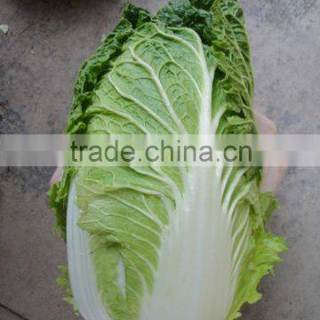 Wholesale Chinese cabbage price