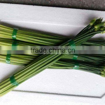 fresh china onion flowes or leek flowers