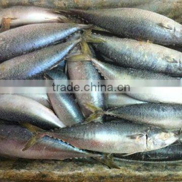 Frozen skipjack tuna whole fish seafood company