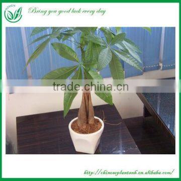 Natural Plants Money Tree