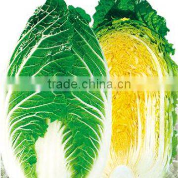 Chinese Cabbage Seed For Sale Tian Fu Chun Ding