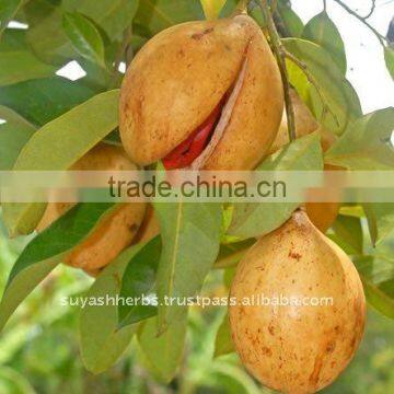 100% Pure Natural Nutmeg Essential Oil(Myristica fragrance)