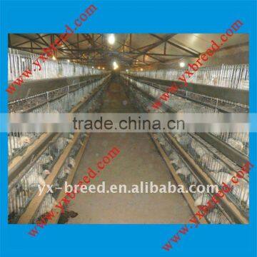 made in china quality chick broiler cages