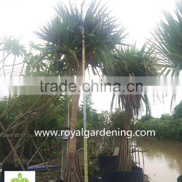 Pandanus utilis multi trunks nursery Landscaping tree high 4-6m