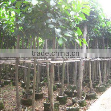 Ficus Altissima for Tropical Climate Garden Plants and Landscaping Trees photo-5