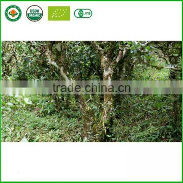 Wholesale Mellow Taste Weight Lose Loose Puerh Tea Highly Welcomed Detox Tea Yunnan Famous Ripe Royal Puer Tea photo-4