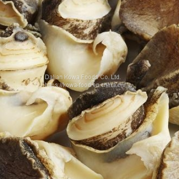 Hot Sale Whole Frozen Seafood Conch Snail