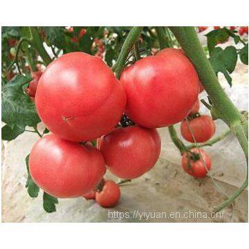 big pink seeds hot tomato greenhouse plant  tomato seeds no.65