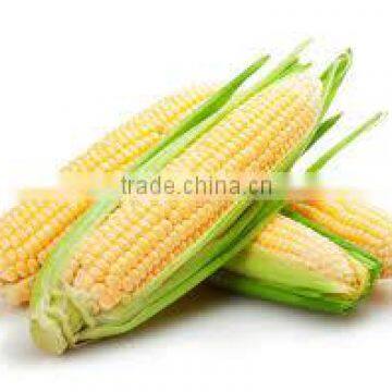 Best Price Fresh Yellow Sweet Corn from Vietnam