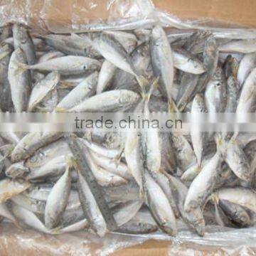 Land frozen whole horse mackerels for bait from China 160-200 pcs /ctn