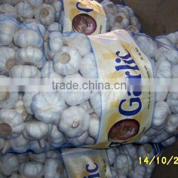 garlic in 20kg mesh bag