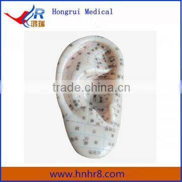 13/23cm Human Acupuncture Ear Model